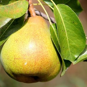 Hruška (Pyrus communis) ´Jana´ zimná 130-150 cm, voľnokorenná 